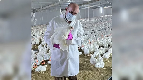 "إنفلونزا الطيور تضرب شمال العراق": نفوق 12 ألف طائر في بعشيقة وسط مخاوف إقليمية من سلالة (H5N1)