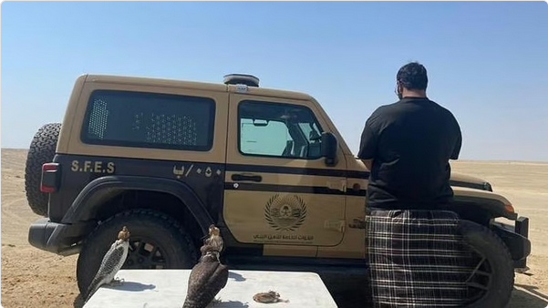 المناطق 1, الأمن البيئي يضبط مواطناً في ينبع بحوزته 3 صقور وطائر سمان بسبب الصيد دون ترخيص الأمن البيئي يضبط مواطناً في ينبع بحوزته 3 صقور وطائر سمان بسبب الصيد دون ترخيص