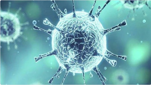 المناطق 1, اكتشاف فيروس كورونا جديد في البرازيل قد يهدد بجائحة محتملة اكتشاف فيروس كورونا جديد في البرازيل قد يهدد بجائحة محتملة