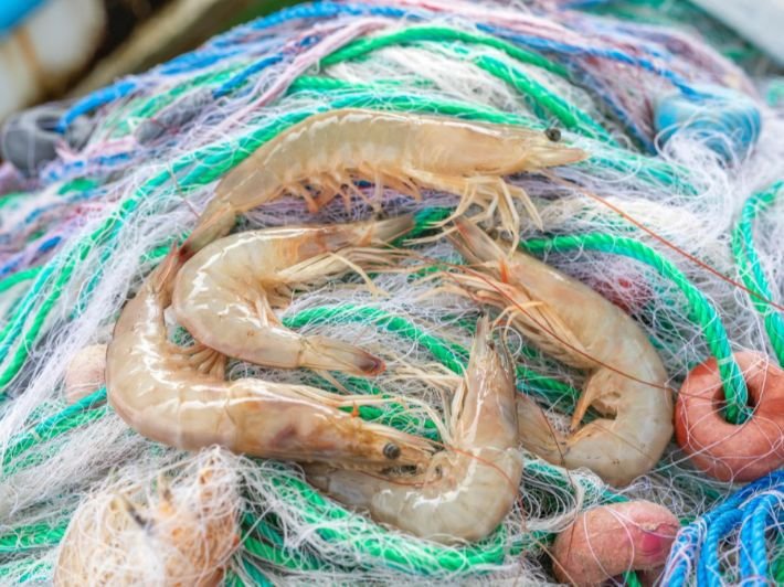 اليوم تبدأ الحكاية… مهرجان الروبيان 2025 يلوّن وسط العوامية بعبق البحر