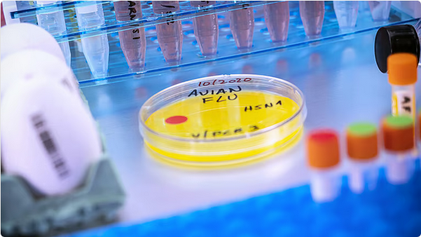 أول إصابة بشرية بسلالة H5N5 من إنفلونزا الطيور تُسجَّل في أمريكا