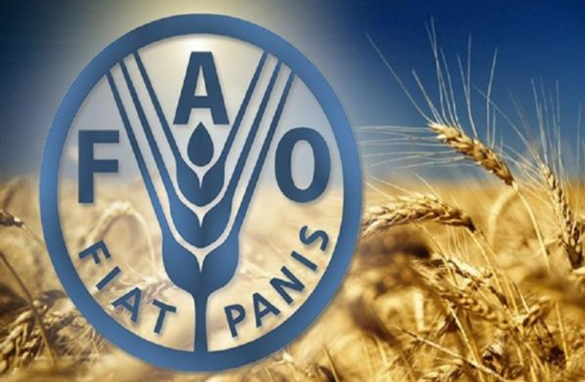مؤشر “الفاو” لأسعار الغذاء في نوفمبر يتراجع للمرة الثالثة على التوالي