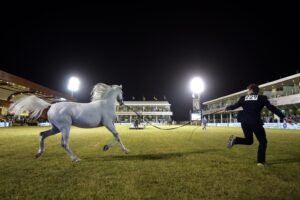 بمشاركة 25 دولة.. "مزرعة الخالدية" تحتضن مهرجان الأمير سلطان العالمي للجواد العربي 2026