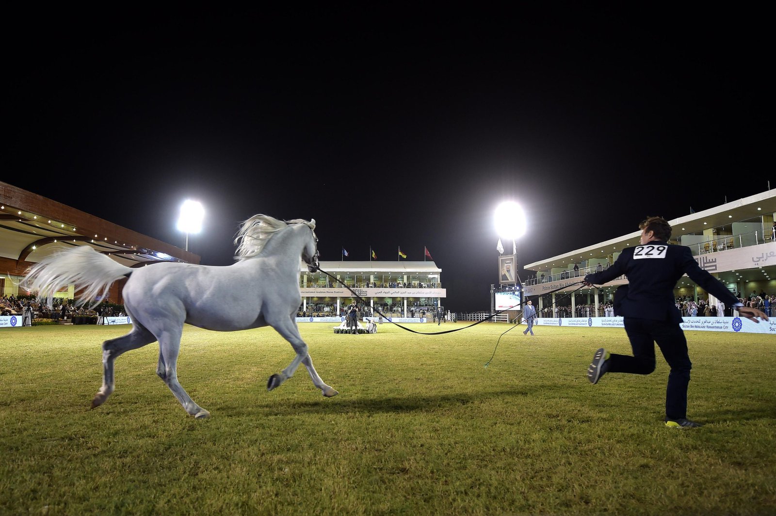 بمشاركة 25 دولة.. "مزرعة الخالدية" تحتضن مهرجان الأمير سلطان العالمي للجواد العربي 2026