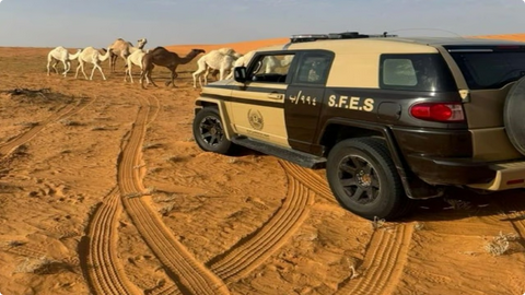 الأمن البيئي يضبط مخالفًا لرعي الإبل داخل محمية الإمام عبدالعزيز