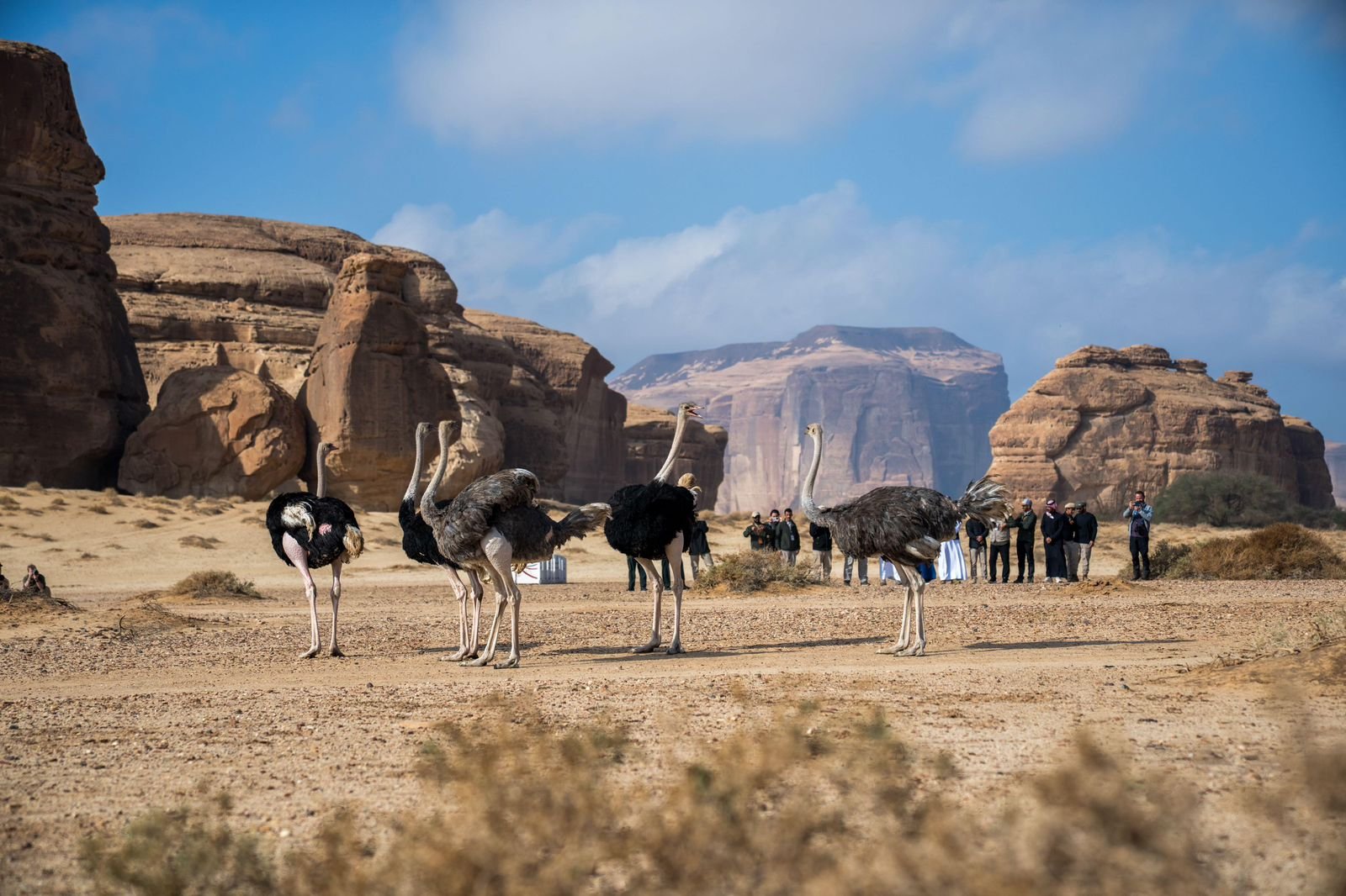 المركز الوطني لتنمية الحياة الفطرية: إطلاق أكثر من 10 آلاف كائن فطري ضمن برامج إعادة التوطين