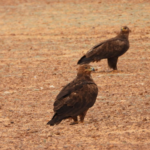 محمية الملك سلمان توثق 2850 طائراً جارحاً ضمن برنامج وطني لحماية "عقاب السهول"