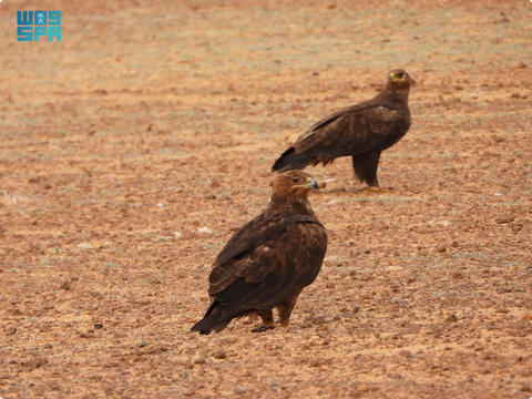 المناطق 1, محمية الملك سلمان توثق 2850 طائراً جارحاً ضمن برنامج وطني لحماية "عقاب السهول" محمية الملك سلمان توثق 2850 طائراً جارحاً ضمن برنامج وطني لحماية "عقاب السهول"