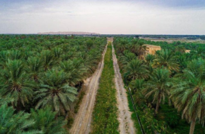 78 مليار ريال تمويلات منذ التأسيس.. «التنمية الزراعية» يعزز الإنتاج المحلي وسلاسل الإمداد