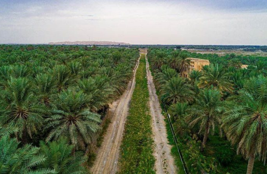 78 مليار ريال تمويلات منذ التأسيس.. «التنمية الزراعية» يعزز الإنتاج المحلي وسلاسل الإمداد