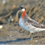 رصد "مِخطاف أحمر الرقبة" في الحدود الشمالية
