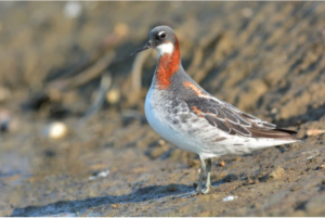 رصد "مِخطاف أحمر الرقبة" في الحدود الشمالية