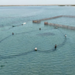 جزر فرسان تستعد لاستقبال أسراب الحريد وإطلاق فعاليات "ليالي الحريد 22" الخميس المقبل