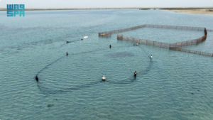 جزر فرسان تستعد لاستقبال أسراب الحريد وإطلاق فعاليات "ليالي الحريد 22" الخميس المقبل