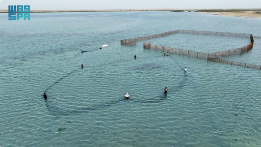 المناطق 1, جزر فرسان تستعد لاستقبال أسراب الحريد وإطلاق فعاليات "ليالي الحريد 22" الخميس المقبل جزر فرسان تستعد لاستقبال أسراب الحريد وإطلاق فعاليات "ليالي الحريد 22" الخميس المقبل