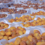 ارتفاع صادرات التمور السعودية إلى 1.938 مليار ريال ونمو لافت في سوق جنوب أفريقيا