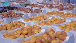 ارتفاع صادرات التمور السعودية إلى 1.938 مليار ريال ونمو لافت في سوق جنوب أفريقيا