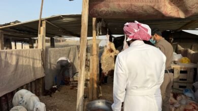 أمانة الأحساء تضبط 4 أحواش عشوائية للذبح خلال عيد الأضحى